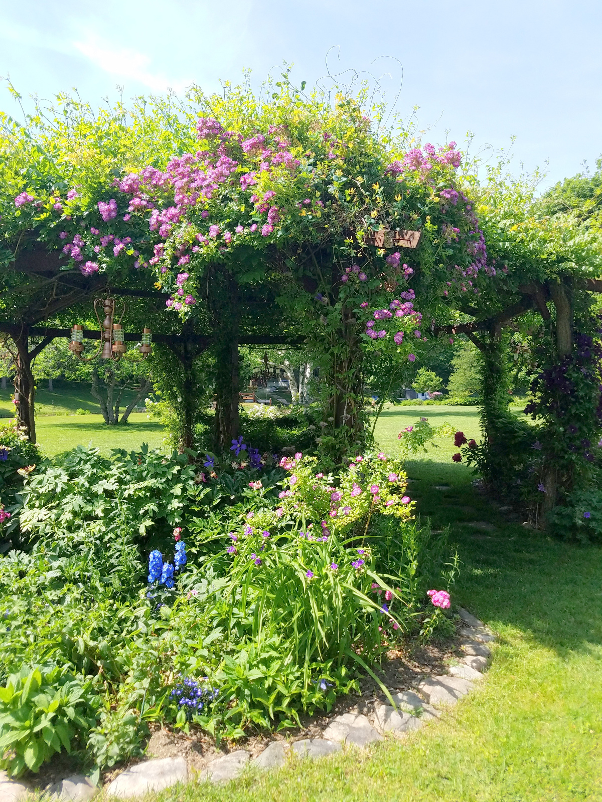 Climbing Veilchenblau Rose with Clematis, Delphinium and Sweet William in flowerbed